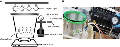 Investigating the Growth of Algae Under Low Atmospheric Pressures for Potential Food and Oxygen Production on Mars